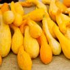 Dynia ozdobna Yellow Crookneck