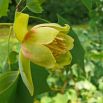 Tulipanowiec amerykański - setki tulipanów na drzewie!