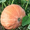 Dynia olbrzymia Atlantic Giant - gigantyczne owoce, nawet 300kg