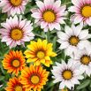 Gazania lśniąca