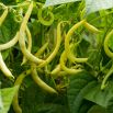 BIO Fasola szparagowa Fructidor - Certyfikowane nasiona ekologiczne
