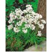 Czosnek neapolitański - Allium neapolitanum - 20 szt.