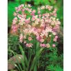 Czosnek różowy - Allium roseum - 20 szt.