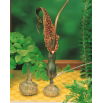 Arum Cornutum - Lilia Voodoo - oryginał w rozmiarze XL