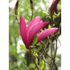 Magnolia ciemnoróżowa - Susan