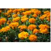 Aksamitka Petite Orange - rozpierzchła