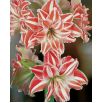 Hipeastrum - Amarylis - Dancing Queen