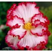 Begonia - Marginata White - biało-czerwona - 2 szt.