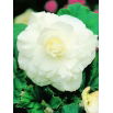 Begonia pełna - biała - 2 szt.
