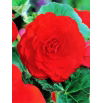 Begonia pełna - czerwona - 2 szt.