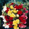 Begonia zwisająca - mix kolorów - 2 szt.