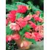 Begonia zwisająca - różowa - 2 szt.