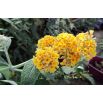 Budleja Dawida żółta - Sungold - Krzew motyli - sadzonka