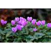 Cyklamen neapolitański - Cyclamen neapolitanum - 1 szt.