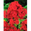 Floks (Phlox) - Płomyk wiechowaty - czerwony - 1 szt.