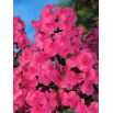 Floks (Phlox) - Płomyk wiechowaty - różowy - 1 szt.