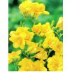 Frezja pełna żółta - Yellow - 10 szt.