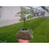 Pęczniejąca doniczka torfowa - GrowBlock - 80x80 mm - 12 szt.