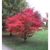 Czerwony klon palmowy - Atropurpureum - duża sadzonka