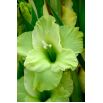 Mieczyk Green Star - 5 szt.