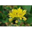 Czosnek złocisty - Allium moly - 20 szt.