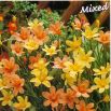 Homeria Mixed - 10 szt.