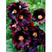Malwa czarna - Alcea Nigra - 1 szt.