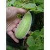 Ogórek melonowy Carosello Barese