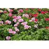 Pelargonia - mieszanka kolorów