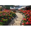 Pelargonia - mieszanka kolorów