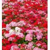 Pelargonia - mieszanka kolorów