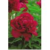 Piwonia, Paeonia - Madame Gaaudichau - sadzonka