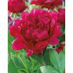 Piwonia, Paeonia - Felix Crouse - sadzonka