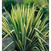 Juka karolińska - Yucca Golden Sword - 1 szt.