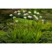 Śniedek Saundersa - Ornithogalum saundersiae - 1 szt.