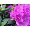 Rododendron liliowo-różowy, Rhododendron wielkokwiatowy - English Roseum - sadzonka