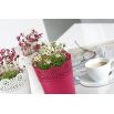 Osłonka z koronkowym wykończeniem, ażurowa Lace - 16 cm - malina