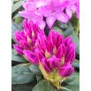 Rododendron liliowo-różowy, Rhododendron wielkokwiatowy - English Roseum - sadzonka
