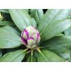 Rododendron fioletowy, Rhododendron wielkokwiatowy - Catawbiense Grandiflorum - sadzonka