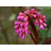 Bergenia sercowata