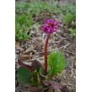 Bergenia sercowata