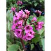 Bergenia - Rotblum - sadzonka