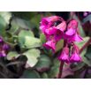 Bergenia - Rotblum - sadzonka