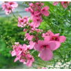 Diaskia Pink Queen