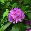 Rododendron fioletowy, Rhododendron wielkokwiatowy - Catawbiense Grandiflorum - sadzonka