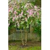 Krzewuszka cudowna - Nana Variegata - sadzonka