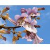 Paulownia omszona - sadzonka