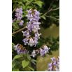 Paulownia omszona - sadzonka