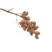 Paulownia omszona - sadzonka