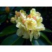 Rododendron herbaciany, Rhododendron wielkokwiatowy - Bernstein - sadzonka